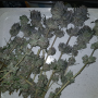 Семена конопли Blue Gelato 41 от Barney's Farm