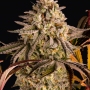 Семена конопли Blue Sunset Sherbert от Barney's Farm