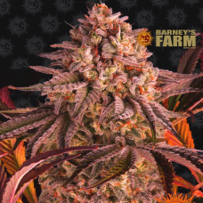 Blue Sunset Sherbert