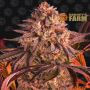 Семена конопли Blue Sunset Sherbert от Barney's Farm