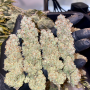 Семена конопли Blue Sunset Sherbert от Barney's Farm