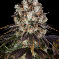Bruce Banner