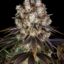 Семена конопли Bruce Banner от Barney's Farm