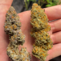 Семена конопли Bubblegum Gelato от Barney's Farm