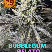 Bubblegum Gelato