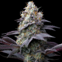 Семена конопли Bubblegum Gelato от Barney's Farm