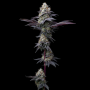 Семена конопли Bubblegum Gelato от Barney's Farm