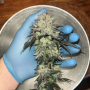 Семена конопли Bubblegum Gelato от Barney's Farm