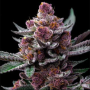 Семена конопли Candy Pack от Barney's Farm