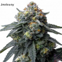 Семена конопли Candy Pack от Barney's Farm