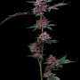 Семена конопли Cherry Poppers от Barney's Farm