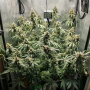 Семена конопли Cookie Casket от Barney's Farm