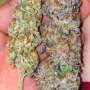 Семена конопли Glookies от Barney's Farm