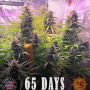 Семена конопли Gorilla Zkittlez от Barney's Farm