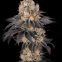Семена конопли Insane OG от Barney's Farm