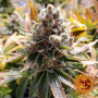 Семена конопли Laughing Buddha от Barney's Farm