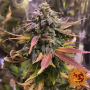 Семена конопли Laughing Buddha от Barney's Farm