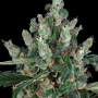 Семена конопли Laughing Buddha от Barney's Farm
