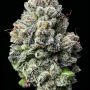 Семена конопли Lemon Cherry Gelato от Barney's Farm