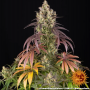 Семена конопли Lemon Cherry Gelato от Barney's Farm