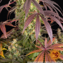 Семена конопли Lemon Cherry Gelato от Barney's Farm