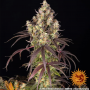 Семена конопли Lemon Cherry Gelato от Barney's Farm