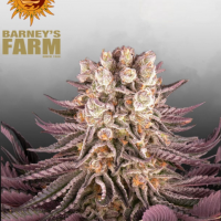 Mimosa x Orange Punch