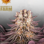 Семена конопли Mimosa x Orange Punch от Barney's Farm