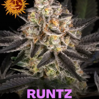 Runtz
