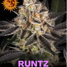 Runtz