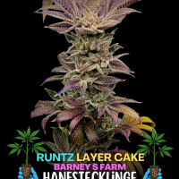 Runtz x Layer Cake