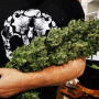 Семена конопли Shiskaberry от Barney's Farm