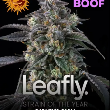 Super Boof