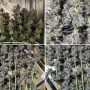 Семена конопли Trainwreck от Barney's Farm