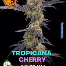 Tropicana Cherry