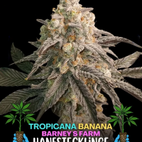 Tropicanna Banana