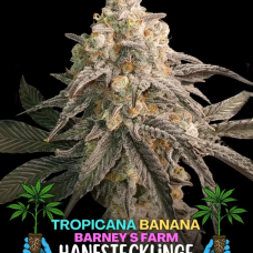 Tropicanna Banana