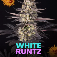 White Runtz