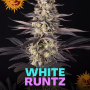 Семена конопли White Runtz от Barney's Farm