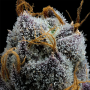 Семена конопли White Runtz от Barney's Farm