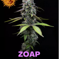 Zoap