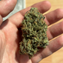 Семена конопли Frosted Zinn x Cookie Dog Auto от Barney's Farm