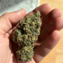 Семена конопли Frosted Zinn x Cookie Dog Auto от Barney's Farm
