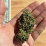 Семена конопли Frosted Zinn x Cookie Dog Auto от Barney's Farm