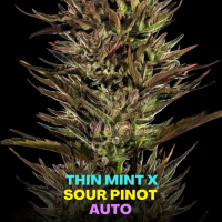 Thin Mint x Sour Pinot Auto
