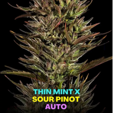Thin Mint x Sour Pinot Auto