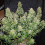 Cannabis seed variety Auto Amnesia Feminised Gold