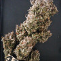 Cannabis seeds Original AUTO RUSSIAN from Fast Buds
