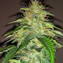 Cannabis seeds Original AUTO RUSSIAN from Fast Buds