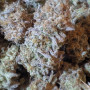 Сорт насіння канабісу Cookies Haze